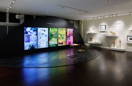 Museum of Natural and Environmental History, Shizuoka