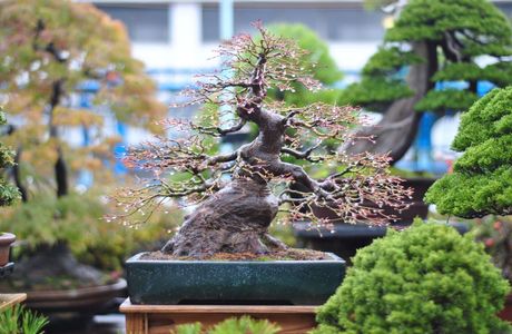 Bonsai Shoals