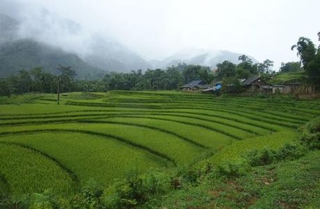 Terraced Rice Fields in Shin Chai Village