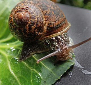 Snail Garden