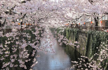 Katsumata River Cherry Blossoms