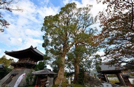 Kochosenji Temple