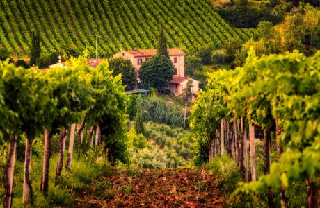 Podere Ristella Vineyards and Winery