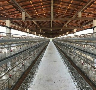 Zukeran Poultry Farm Minimini Zoo