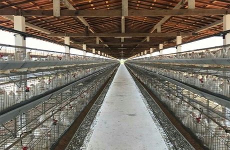 Zukeran Poultry Farm Minimini Zoo