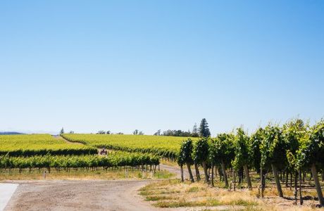 Emeritus Vineyards