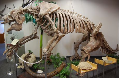 Dinosaur Fossils Museum