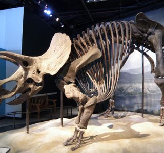 Tamba Dinosaurs Fossil Studio Chitan Museum
