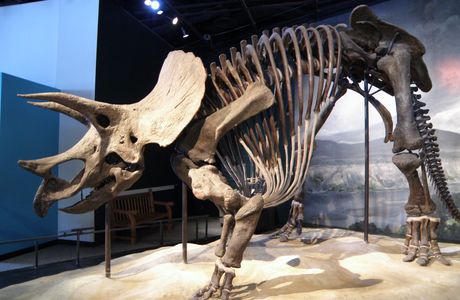 Tamba Dinosaurs Fossil Studio Chitan Museum