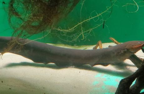 Electric Eel