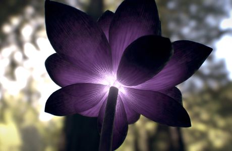 Black Lotus