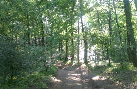 Bosco Macchia Grande