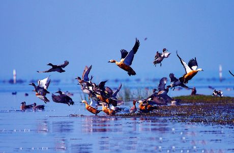 Chilika Wildlife Sanctuary