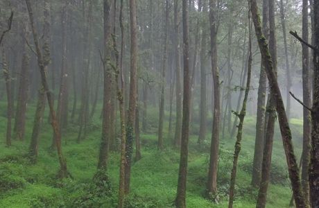 Chungnyeongsan Cypress Forest