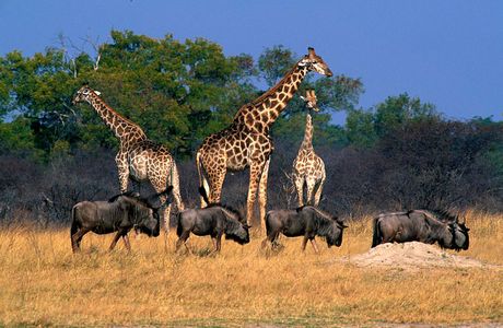 Hwange National Park
