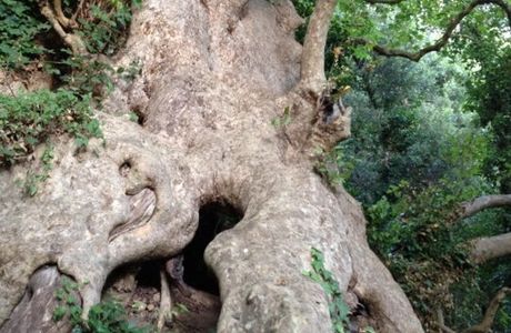Il Gigante di Curinga