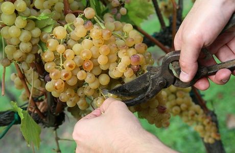 Fattoria Del Piccione