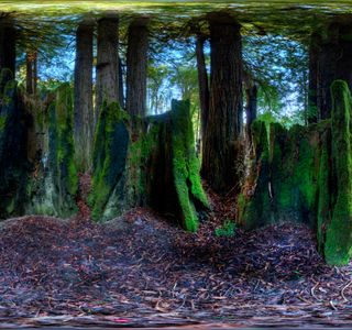 Forest of Wisdom