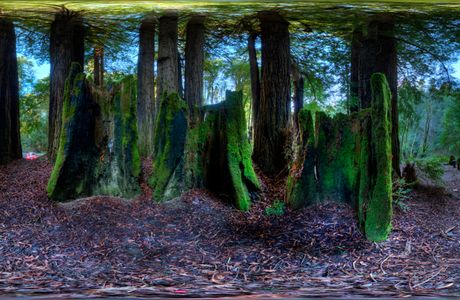 Forest of Wisdom