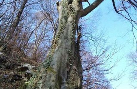 fontanino dellavvocato