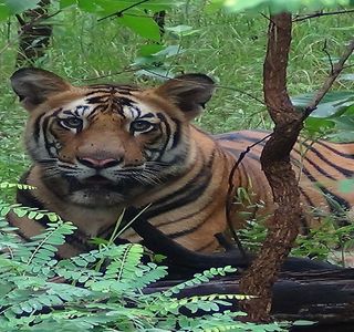 MelGhat Tiger Reserve