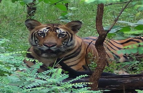 MelGhat Tiger Reserve