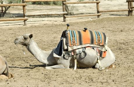 Negev Camel Ranch