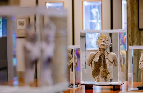 Museum voor Anatomie en Pathologie