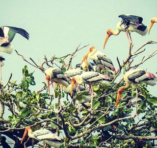 Kumarakom Bird Sanctuary