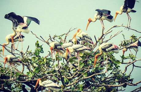 Kumarakom Bird Sanctuary