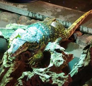 Reptile House De Aarde Breda