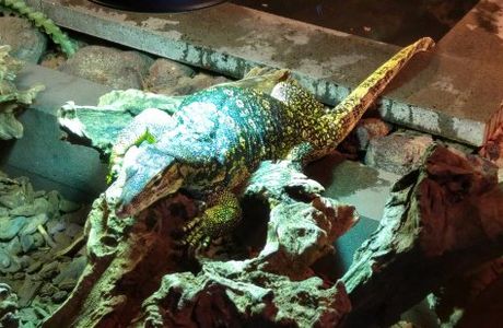 Reptile House De Aarde Breda