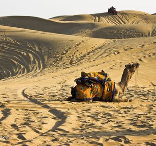 Thar Desert