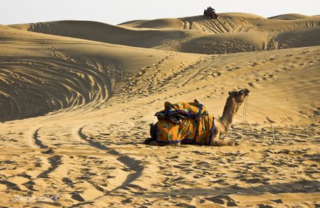 Thar Desert