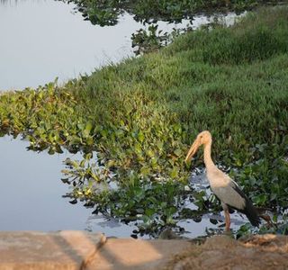 Talangama Wetland