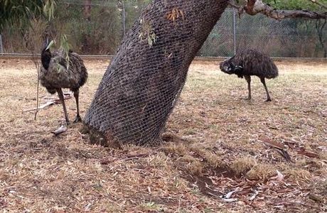 Cleland Wildlife Park