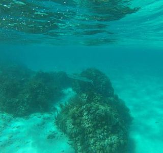 Horseshoe Reef