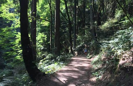 Peace Forest Park