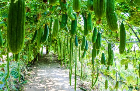 Gourd Farm