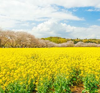 Ishizaka Nabeyama Kofun Burial Mound