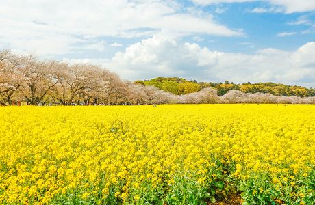 Ishizaka Nabeyama Kofun Burial Mound