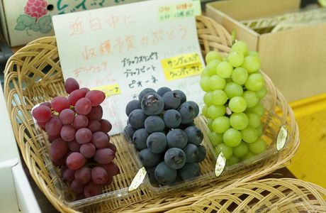 Ami Vineyard