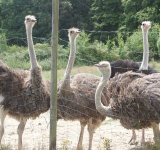 Jambo Straussenfarm
