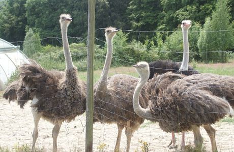 Jambo Straussenfarm