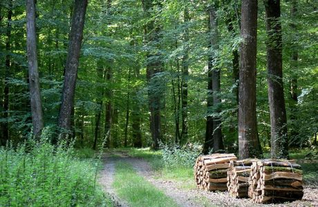 Berce Forrest
