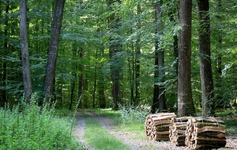Berce Forrest 1