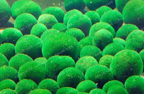 Marimo Farm