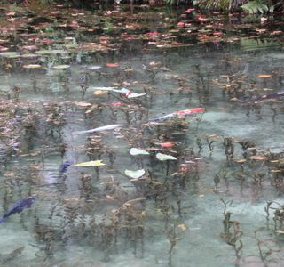 Monets Pond