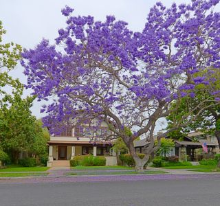 Jacaranda Street