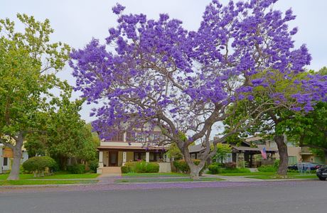 Jacaranda Street